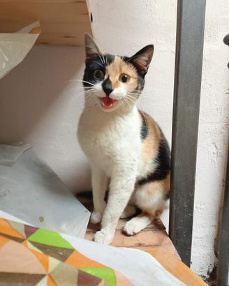 Briciola gattina 7 mesi