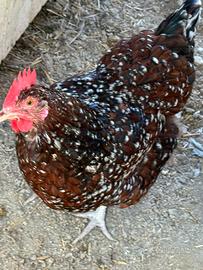 Galline ornamentali