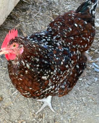 Galline ornamentali