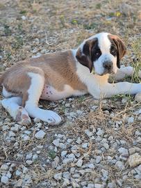 Cuccioli sanbernardo