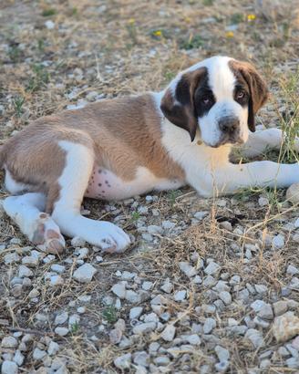 Cuccioli sanbernardo