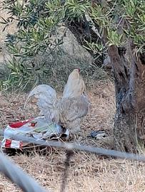 Gallo e galletti