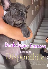 Bouledogue francese