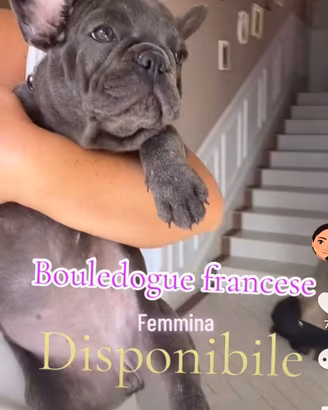 Bouledogue francese