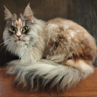 Maine coon