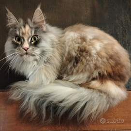 Maine coon