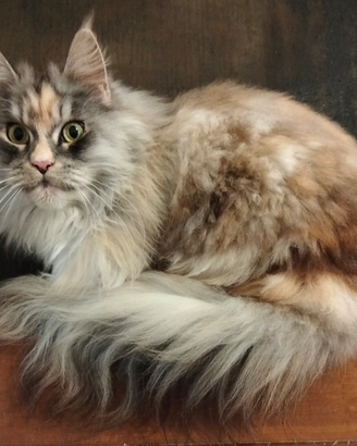 Maine coon