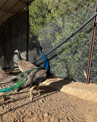Pavoni