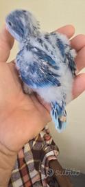 Parrocchetti monaci blu allevati a mano