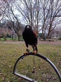 Poiana di Harris superior