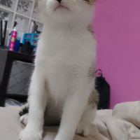 Gattina