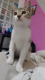 Gattina