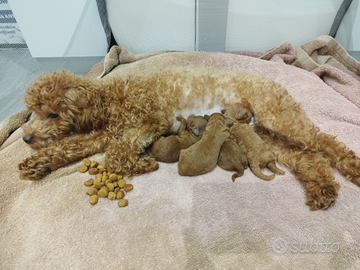 Barboncini Mini Toy Red