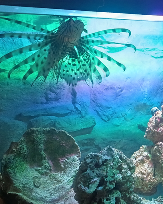 Pesce scorpione