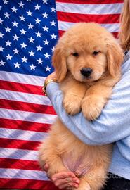 Ultimi cuccioli golden retriever