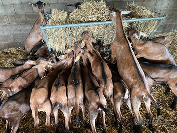 Capre camosciate delle alpi