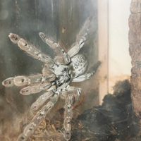 Coppia heteroscodra maculata di 1 anno