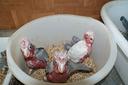 cacatua-rosa-ed-altri-pappagalli