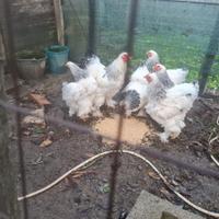 Brahma gigante bianco Columbia