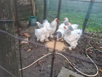 Brahma gigante bianco Columbia