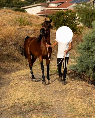 Cavallo arabo