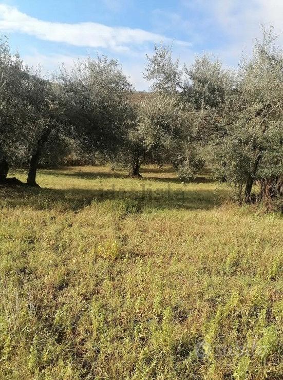 Terreno uliveto - Vista 3