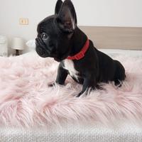 Cuccioli di Bulldog Francese con pedigree ENCI