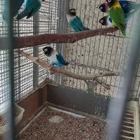 Inseparabili