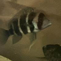 Cyphotilapia Frontosa Burundi