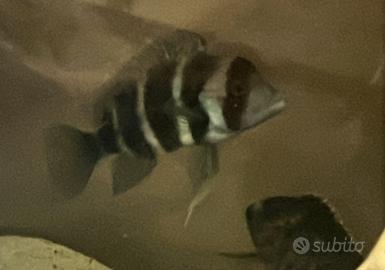 Cyphotilapia Frontosa Burundi