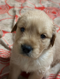 Cuccioli di Golden retriever