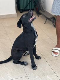 Un cane corso