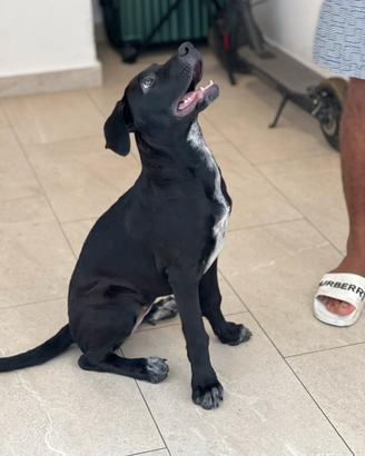 Un cane corso