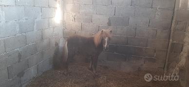 Pony