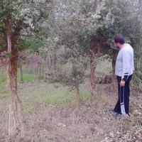 Alberi da vivaio pini,lecci,sughere,alloro e quer