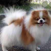 Spitz tedesco nano maschio