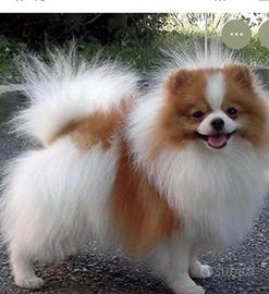 Spitz tedesco nano maschio