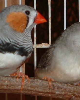 Diamanti Mandarino Olandesi Maggiorati