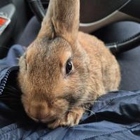 Ultimo Maschio Coniglio Leprino x Nuova Zelanda