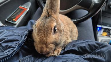 Ultimo Maschio Coniglio Leprino x Nuova Zelanda