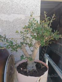 prebonsai olivastro 