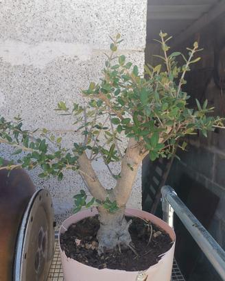 prebonsai olivastro 