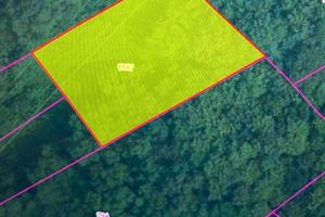 Bosco ceduo 1960 metri quadri Mapello