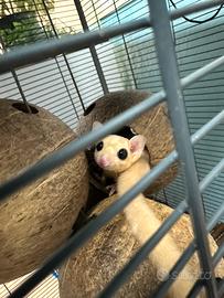 Coppia Petauri dello zucchero LEUCISTICI