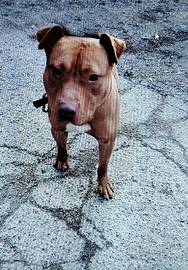 Pit Bull 10 mesi