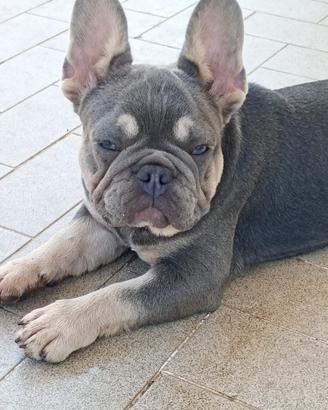 Bulldog francese lilac tan
