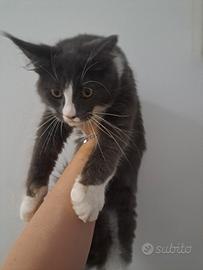 Cucciola Maine coon