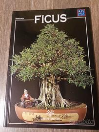 Miniguida bonsai