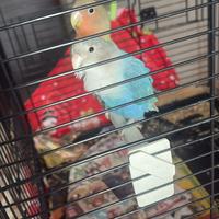 Inseparabili