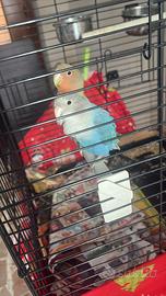 Inseparabili